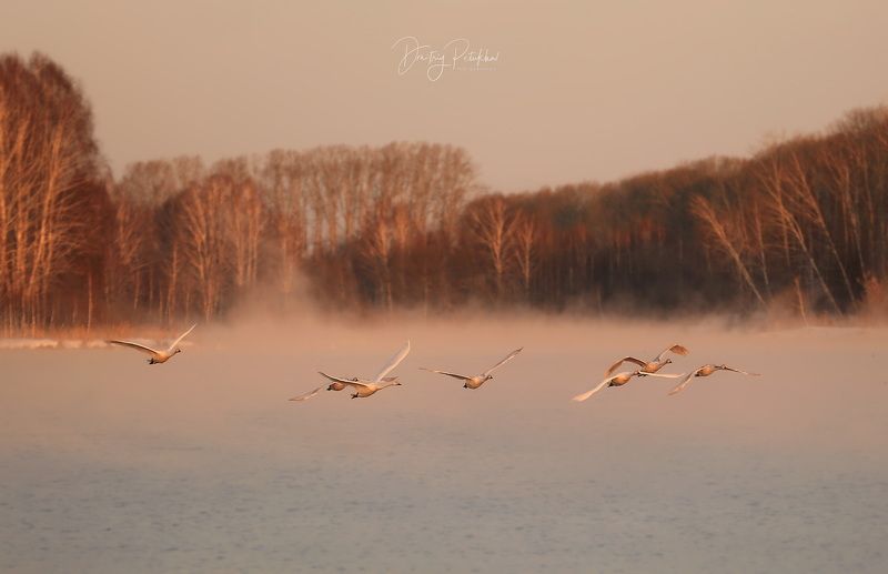 Лебеди photo preview