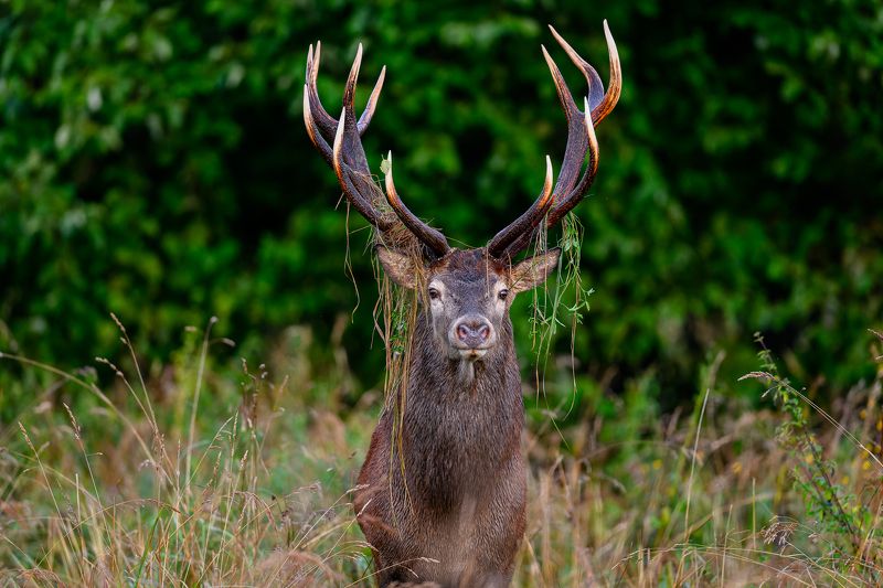 Briedisphoto preview