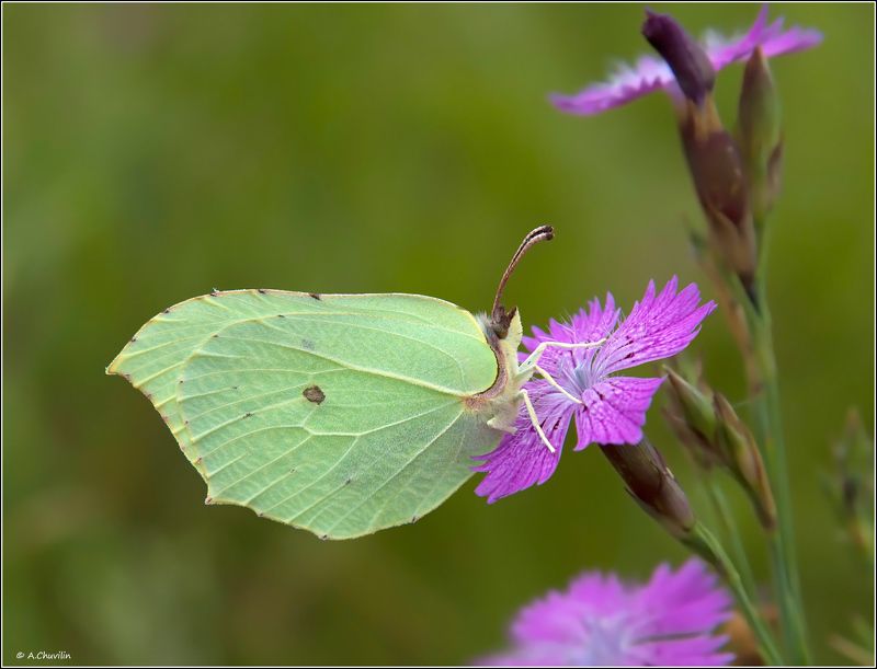 бабочка,лимонница,гвоздика Гвоздика и Лимонница фото превью