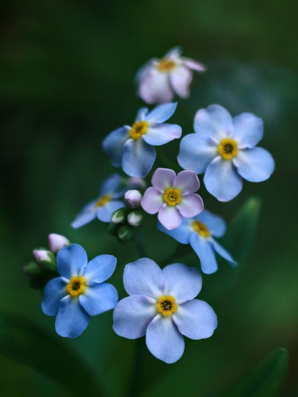 природа, растения, цветы, незабудки, одуванчик, насекомые, бабочка, паук, паутина, роса, макро, пейзаж, сказка, волшебство Художественная фотографияphoto preview