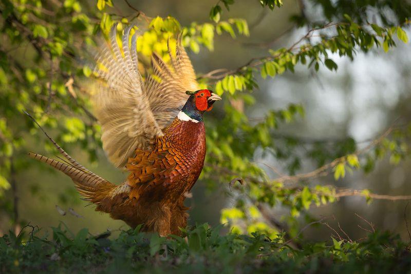 Pheasantphoto preview
