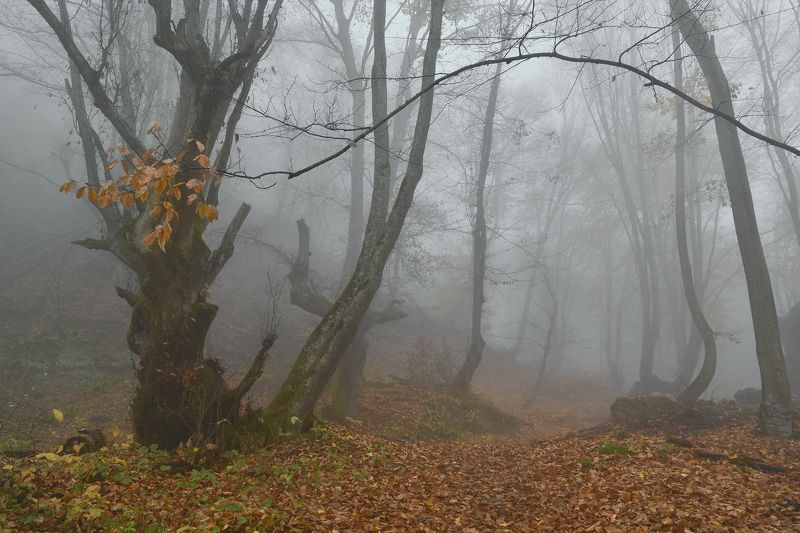 Арка в осеньphoto preview