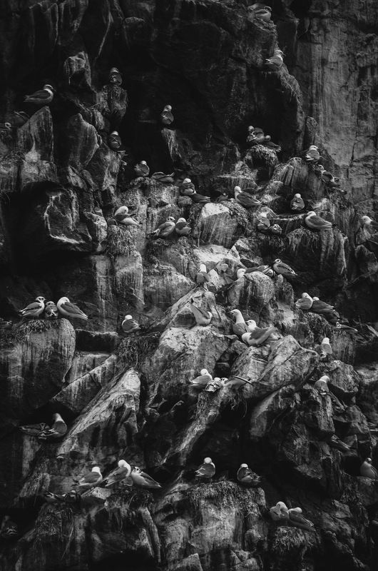 Арктика, Север, Териберка, Баренцево море, птицы  Базарphoto preview