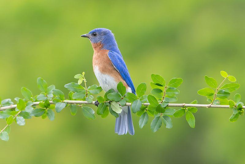 восточная сиалия, eastern bluebird, bluebird Eastern Bluebird male -Восточная сиалия самецphoto preview