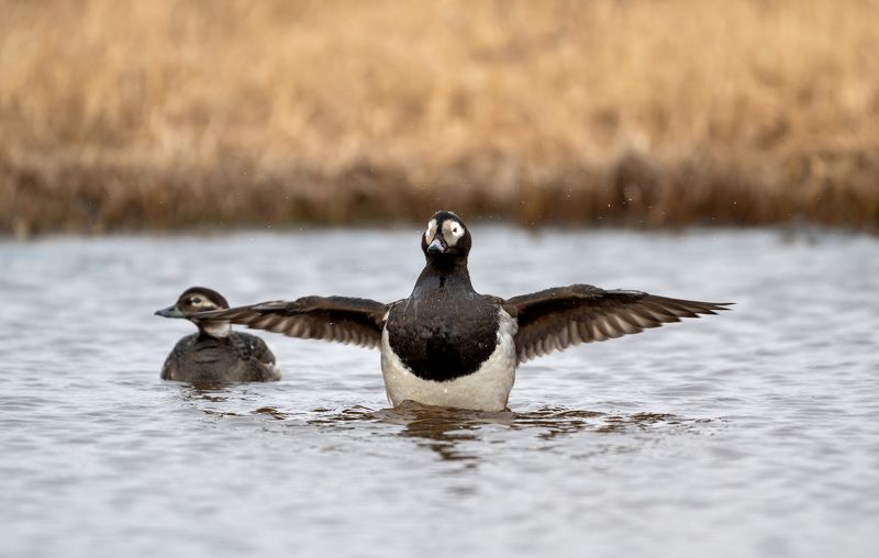 морянка ,западная сибирь. Морянкаphoto preview