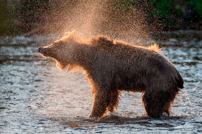 Солнечный мишка фото превью