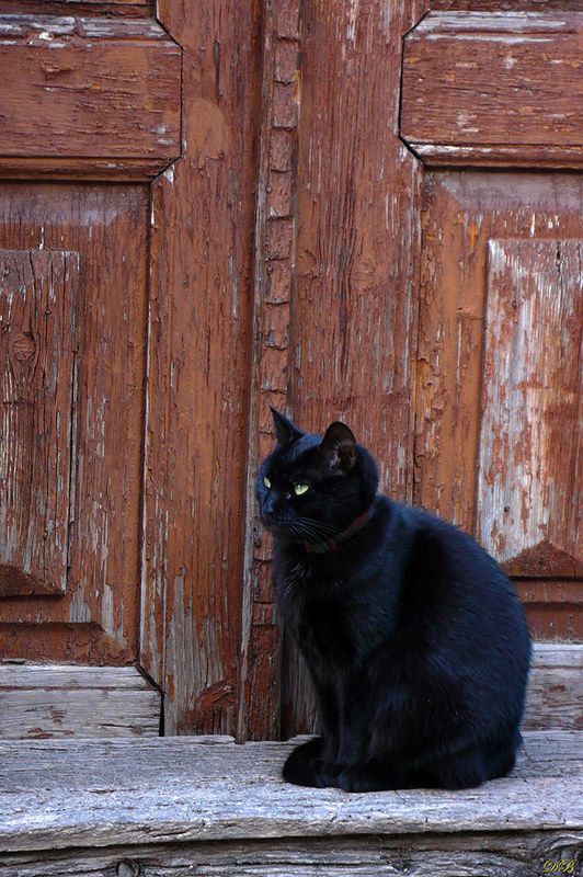 animal, animals, black, brown, cat, cats, door, guardian, nature, photography, street, town, The Guardianphoto preview