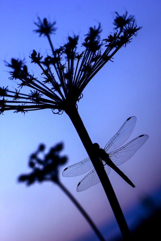 насекомое, стрекоза, крылья, силуэт, растения, сумерки, вечер, макро Чёрный драконphoto preview