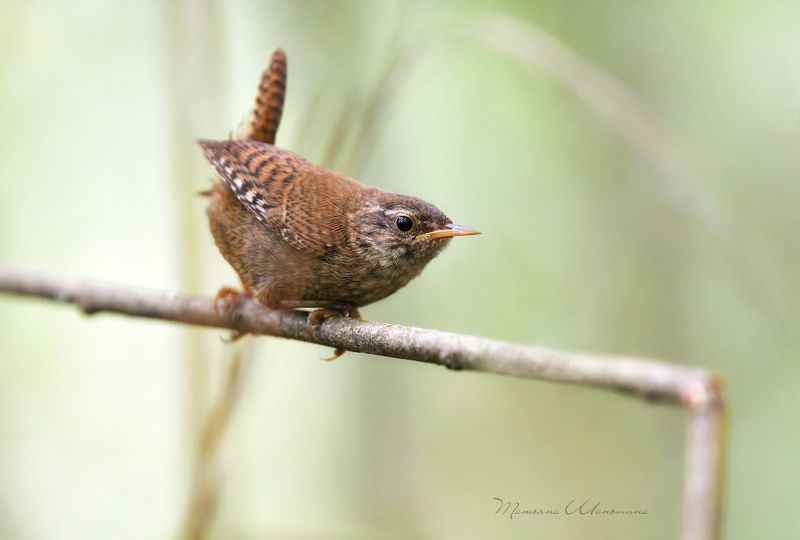 Хвост пистолетомphoto preview