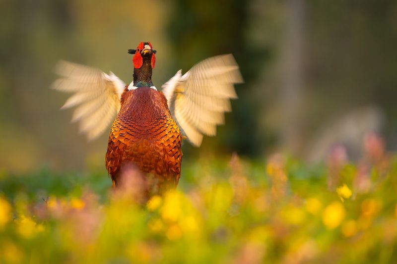 Pheasantphoto preview