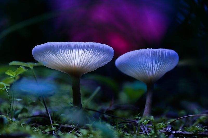 梦幻蘑菇photo preview