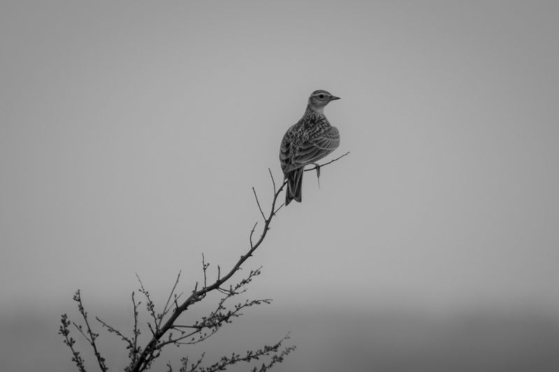 птицы, birds, жаворонок, wildlife, лето, summer,lark Одинокая птицаphoto preview