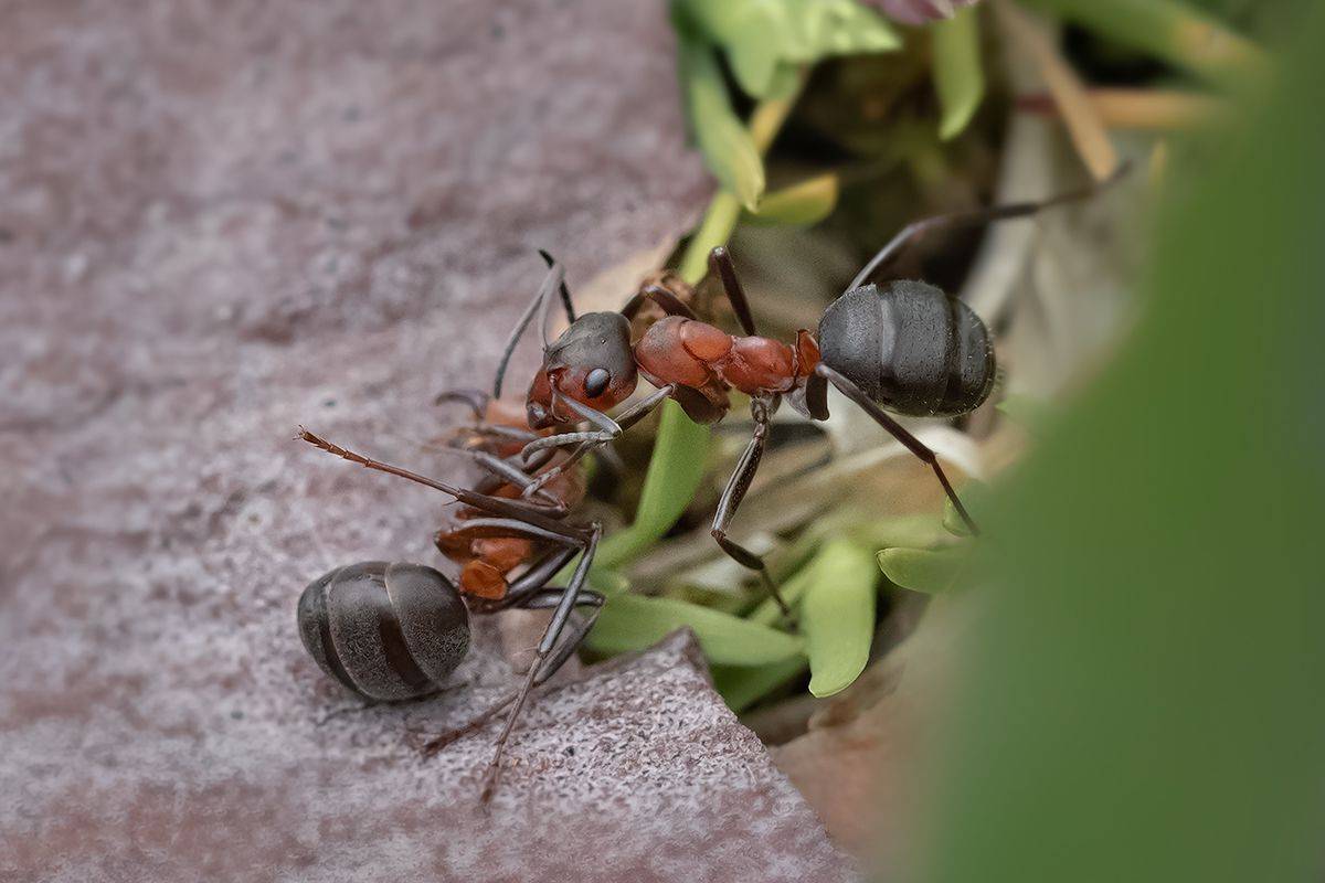 Спасти рядового рыжика. Автор: Хилько Марина муравей, макро, лесной, лесной муравей, насекомое, ant, macro, forest, forest ant, insect, Хилько Марина
