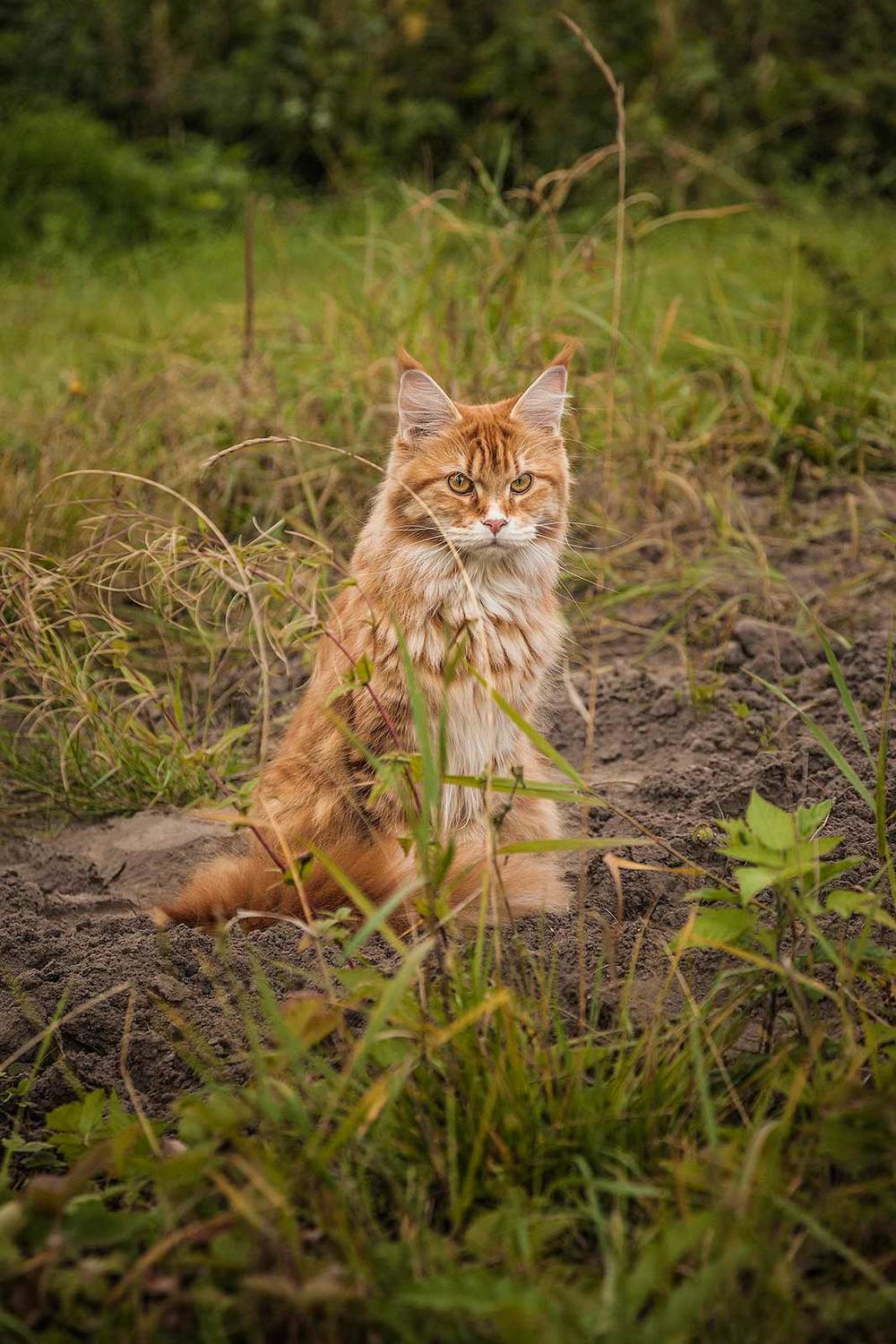 Гроза полёвок. Автор: Напалкин Станислав , Напалкин Станислав