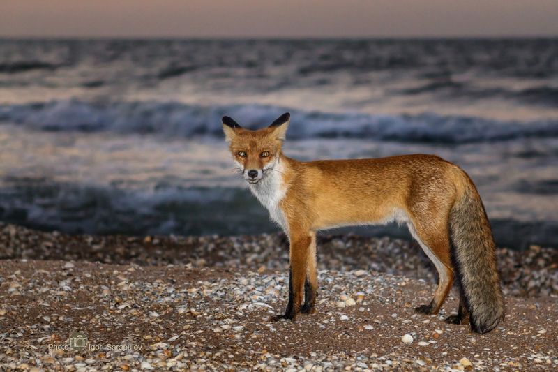 фото животных, фотоохота, природный парк караларский, побережье,  лис, крым, караларский природный парк, генеральские пляжи, взор, взгляд, вечер на море, барсучья бухта, canon photo Лисий берегphoto preview