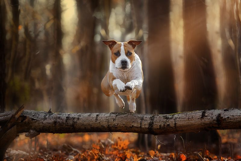 домашние животные собаки движение прыжки Пролетая над гнездом кукушки))photo preview