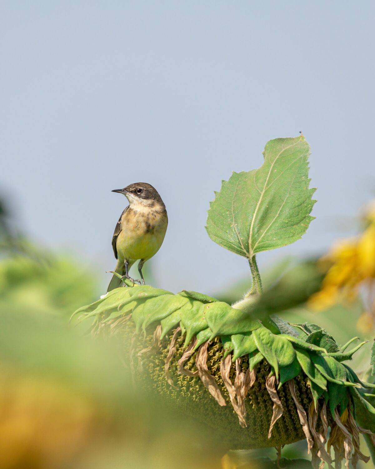 Я на солнышко гляжу. Автор: Алексей Рыльский жёлтая, трясогузка, Алексей Рыльский