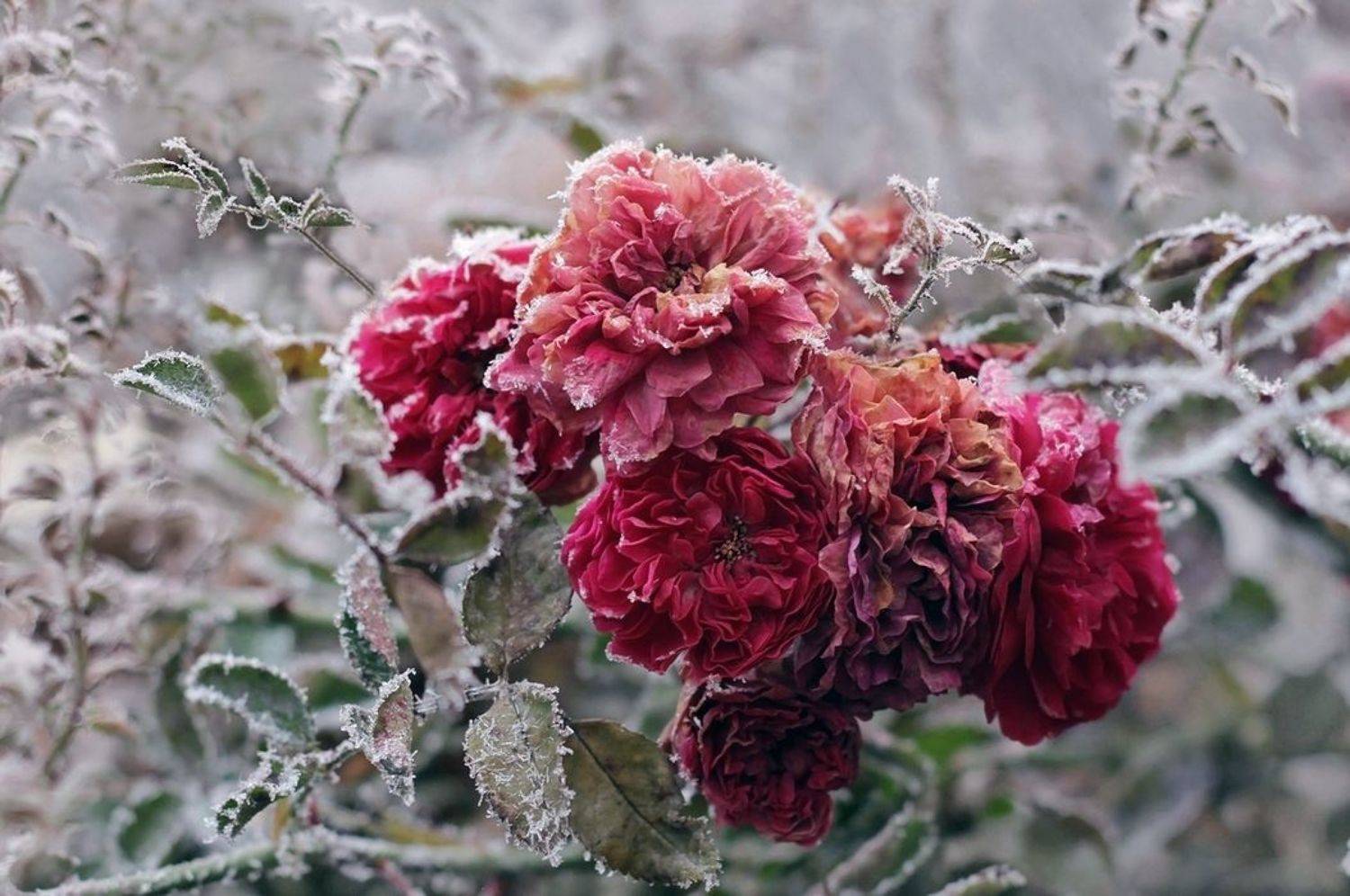 Прощальный вальс. Автор: Лайко Марина , Лайко Марина
