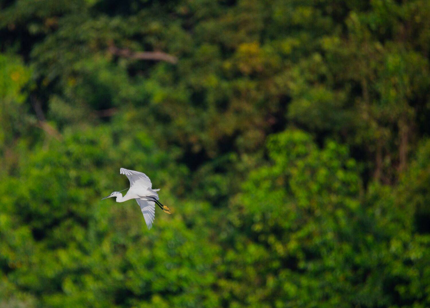 bird,birds,nikon,wild,water,shadows,lake,pond,flowers,swan,colors,nikon,beauty,nature,animals,eyes,egret,songbird,jungle,white,wings,fly, G N RAJA