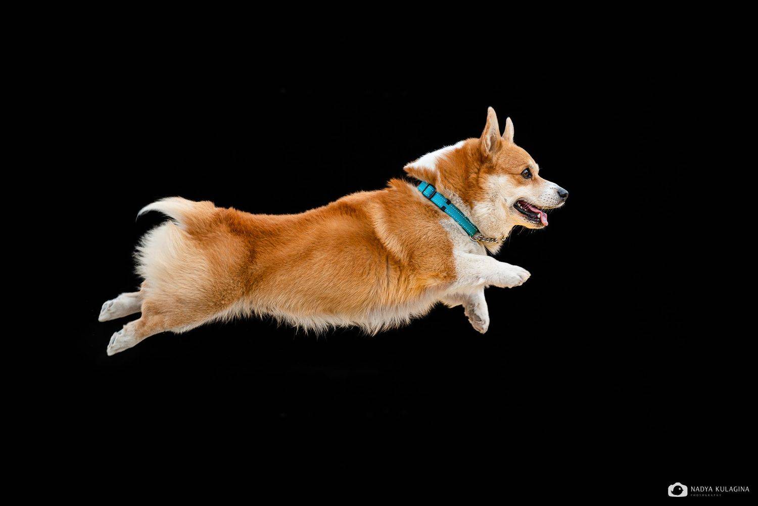 Can corgis fly?. Автор: Nadya Kulagina , Nadya Kulagina