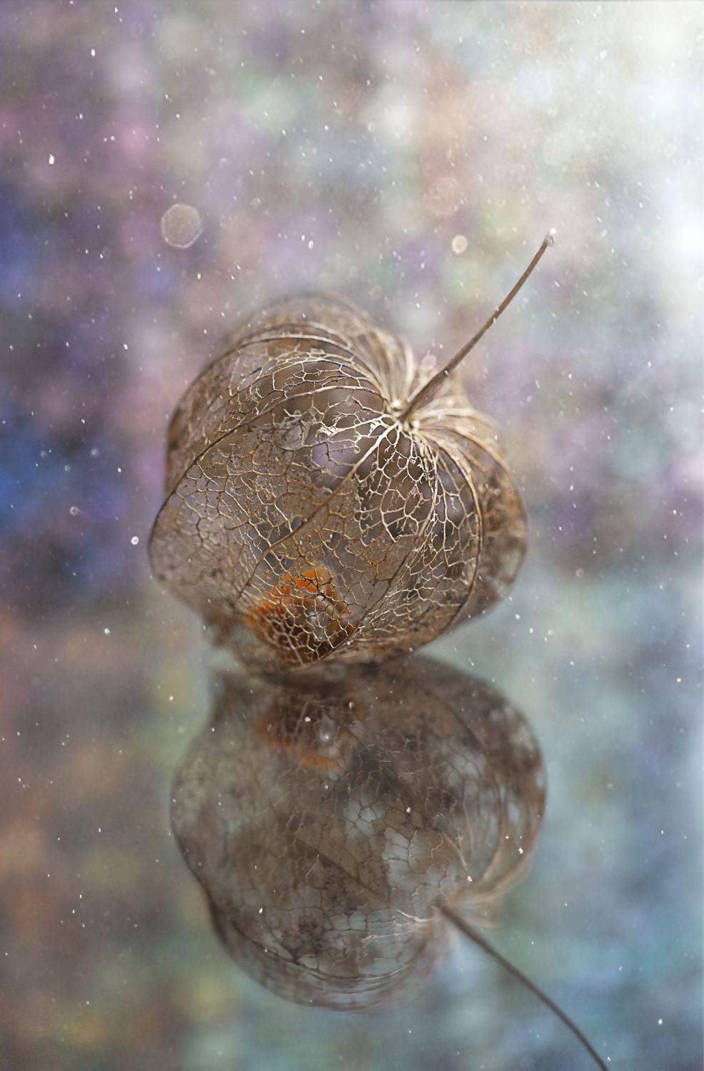 Автор: Мария Обидина макро, натюрморт, macro, bokeh, still life, Мария Обидина