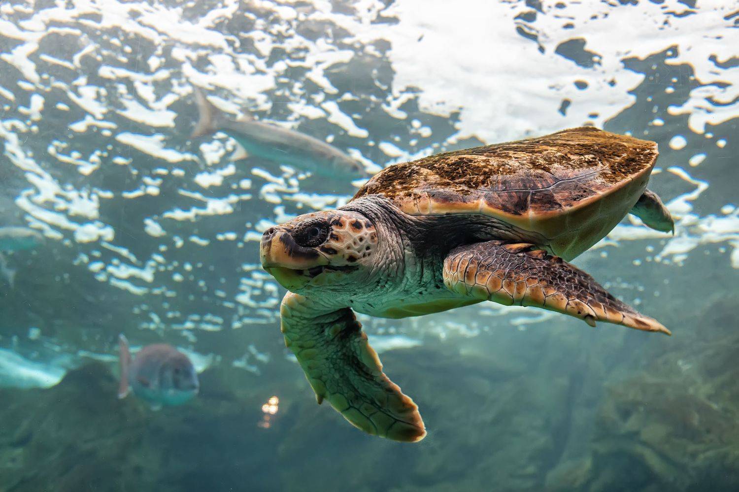 Sea turtle. Автор: Бистра Стоименова , Бистра Стоименова