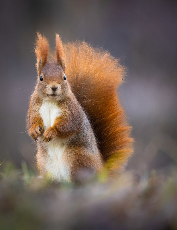 Squirrelphoto preview