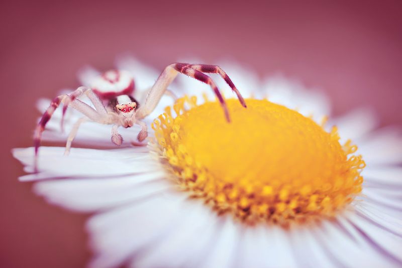 насекомое, паук, цветок, макро, лето, сказка, диджей Диджейphoto preview