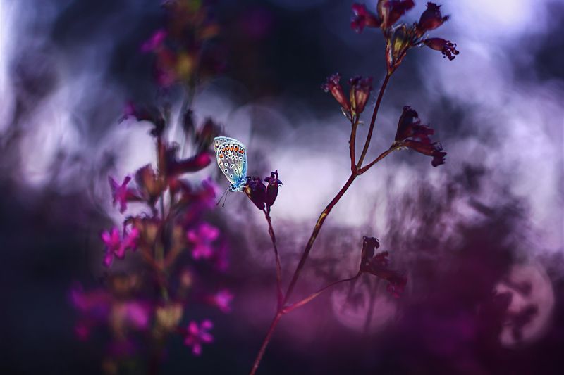 растения, насекомое, бабочка, боке, макро, сказка, волшебство, джинн Джиннphoto preview