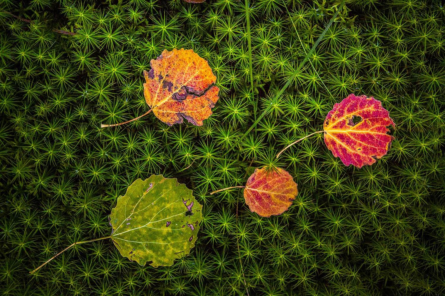 Лесной ковёр. Автор: Напалкин Станислав , Напалкин Станислав