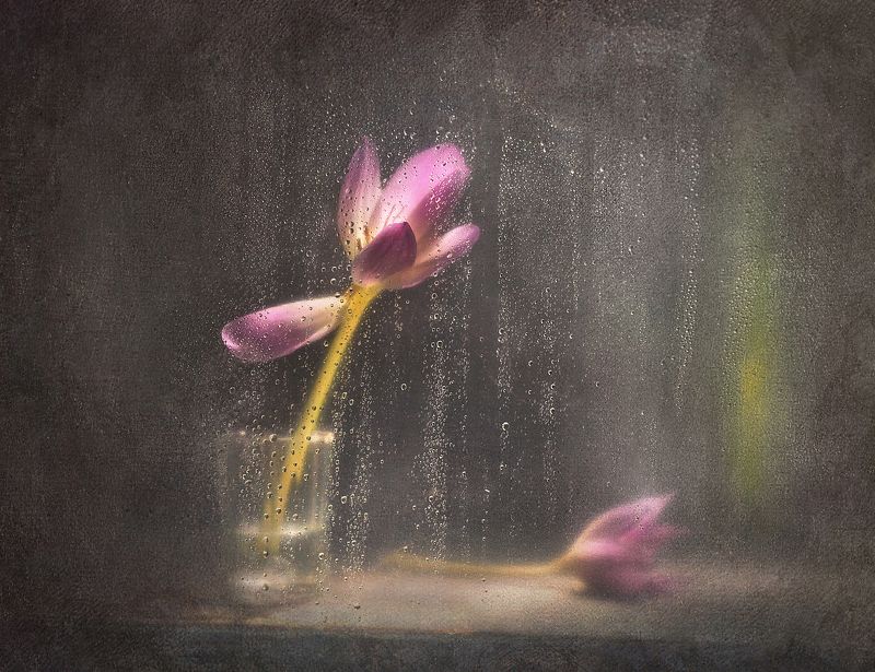 Осенний дождьphoto preview