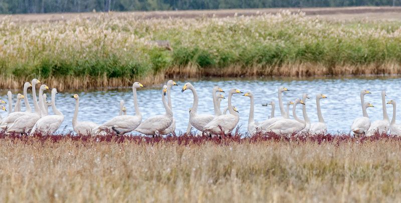 птица, лебедь кликун, стая, осень стая..photo preview