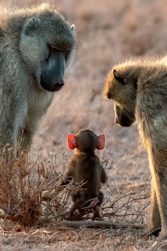 Провинившийсяphoto preview