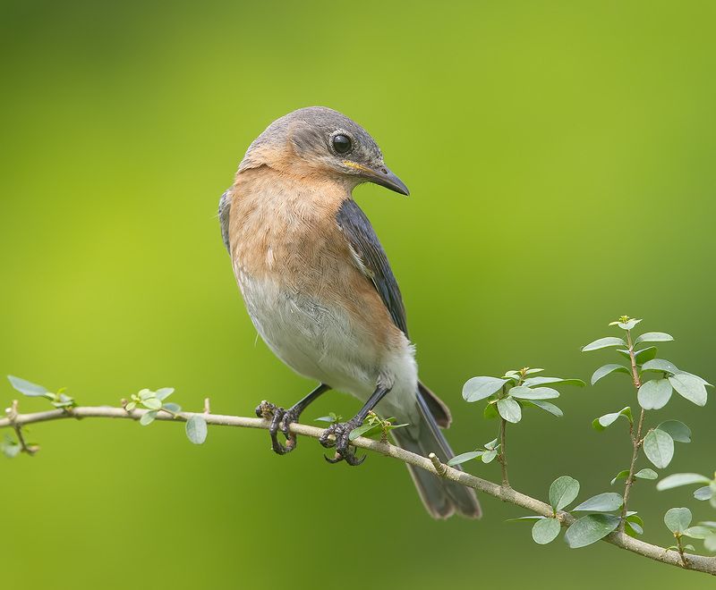 восточная сиалия, eastern bluebird,bluebird Eastern Bluebird female - Восточная сиалия, самкаphoto preview