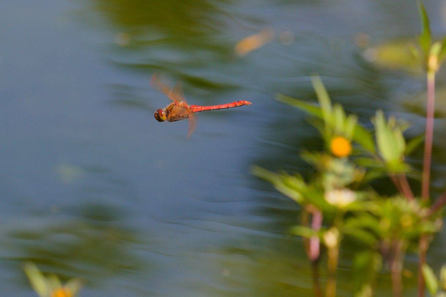 стрекоза полет, Евгений Слободской
