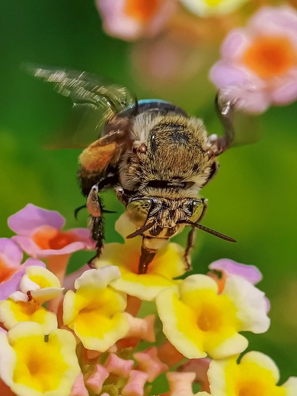 Mobile macro photographyphoto preview