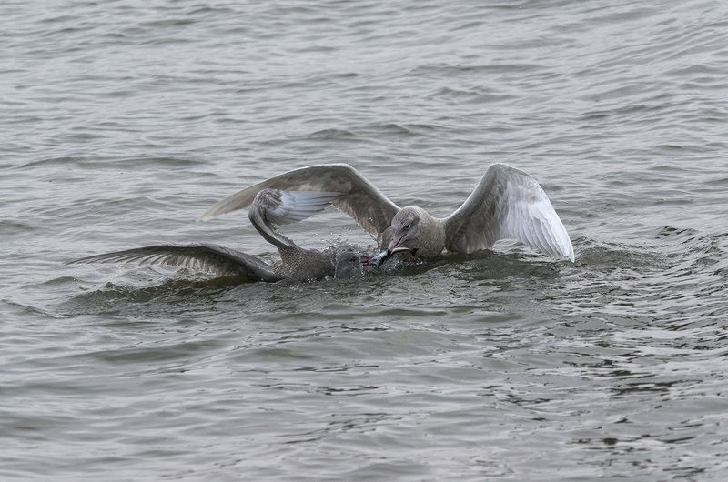 арктика, чукотка, чукотское море, птицы, чайки,бургомистры, драка... Битва за еду...photo preview