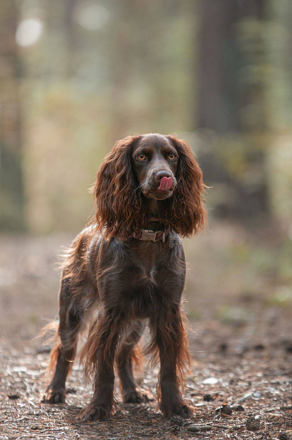 Айти. Автор: Динара Зуйкова , Динара Зуйкова