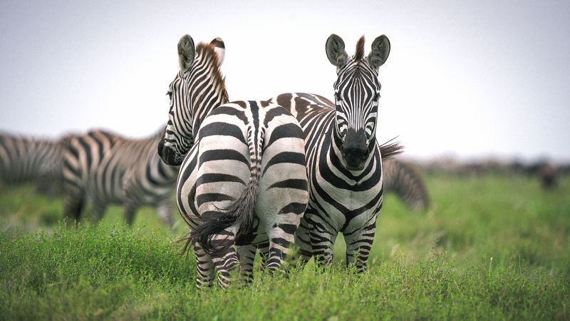 Animals Zebras Safari Africa Tanzania  Back to backphoto preview