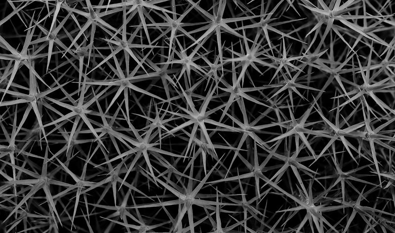 мох Мох фото превью