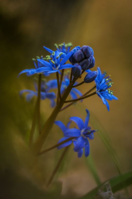 крым, весна, цветы, Пролескаphoto preview