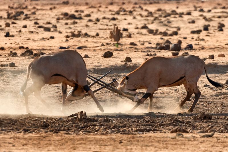 Самцы, что с них взятьphoto preview