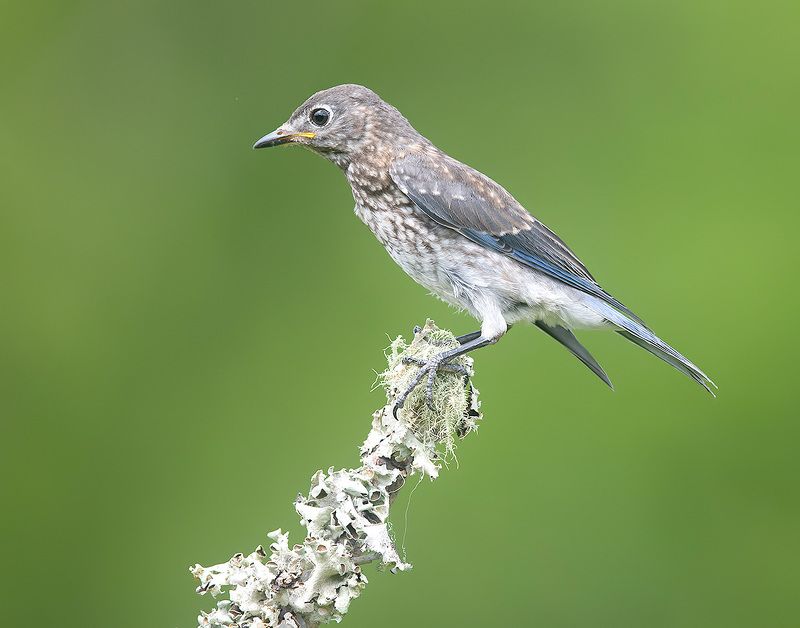 восточная сиалия, eastern bluebird,bluebird juvenile. Bluebird. Восточная сиалия. слетокphoto preview