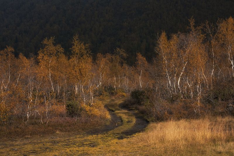 дорога в осеньphoto preview
