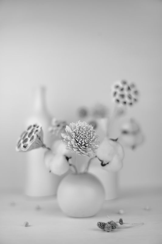 натюрморт, хлопок, лотос, ликвидамбар, сосновая шишка, маргаритка ***photo preview