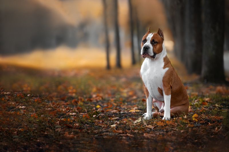 собаки домашние животные Стаффордширский Терьерphoto preview