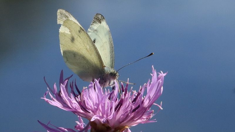 бабочка,цеток Бабочка на фоне рекиphoto preview