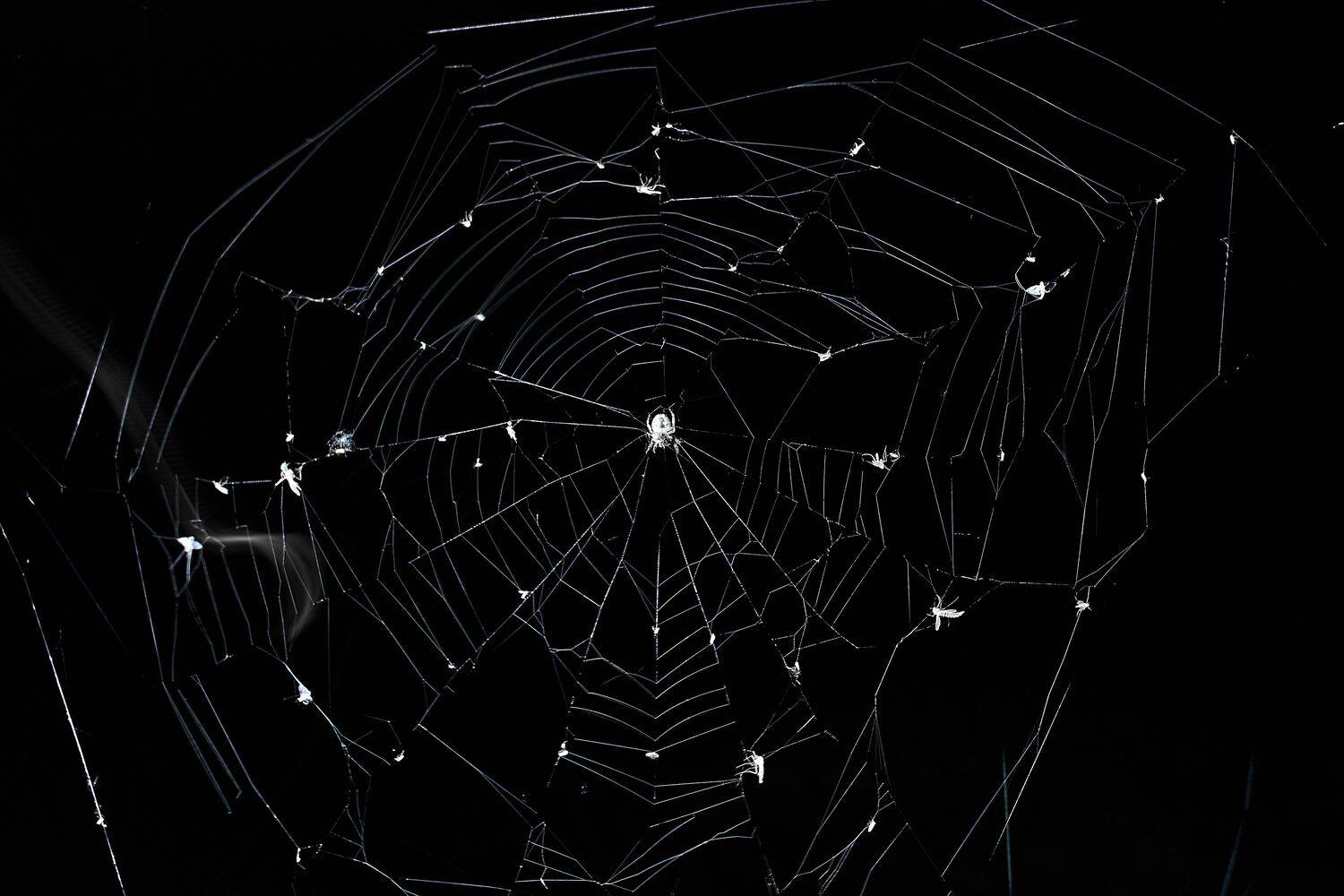 Spider in the dark. Автор: Сторчилов Павел spider, volgograd, russia, wildlife, web, , Сторчилов Павел