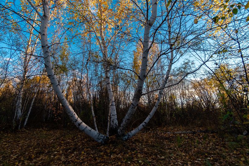 Березкаphoto preview