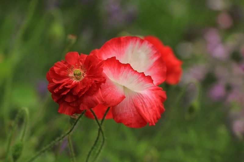 Жаркое летоphoto preview